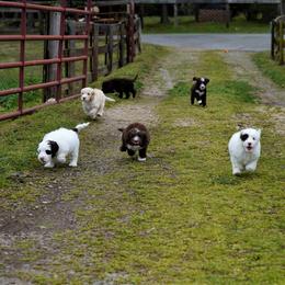 Australian Labradoodle Puppies from Lake Blue Australian Labradoodles