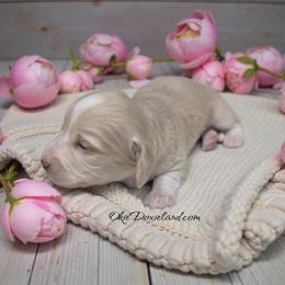 Snow - Cream female Dachshund puppy in Oklahoma City, Oklahoma from OkieDoxieland Dachshunds