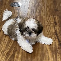 Shih Tzu Puppies from Willow Lane Shih Tzus