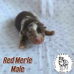 Ned - Red merle male Miniature Australian Shepherd puppy in Jaroso, Colorado from Heaven Sent Aussies
