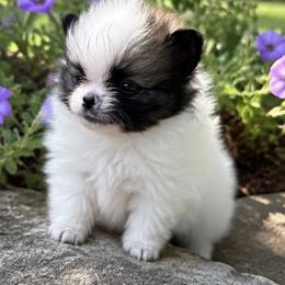 Mr. Moo - Cream sable parti male Pomeranian puppy in Hancock, Maryland from Dusty Trail Pomeranians