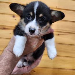 Shirley boy 3 - Black and white male American Corgi puppy in Hampton, Tennessee from TC Farms Stock Dogs - Miniature Australian Shepherds