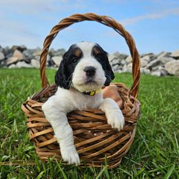 Oakley - Black white and tan female English Springer Spaniel puppy in Columbia, North Carolina from Columbia Spaniels
