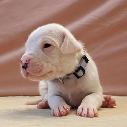Bezalel - White male Dogo Argentino puppy in Morgan Hill, Pennsylvania from De la Fuerza De Dios
