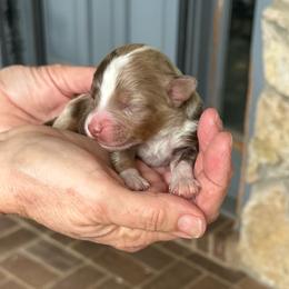Cinnamon - Red merle male Aussiedoodle puppy in Charlestown, Indiana from Forever Aussies and A Doodle