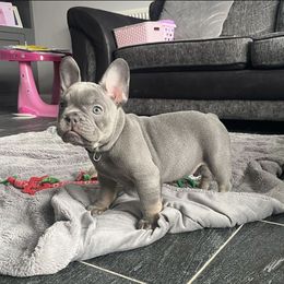 French Bulldog Puppies from Frenchie of New York