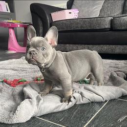 French Bulldog Puppies from Frenchie of New York
