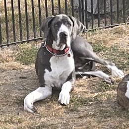 Great Dane puppies from Red Cloud Australian Shepherds and DeGray Great Danes & Bulldogs