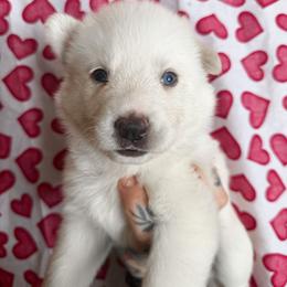 Aqua collar - White male Siberian Husky puppy in Solon Springs, Wisconsin from Snowfall Siberians