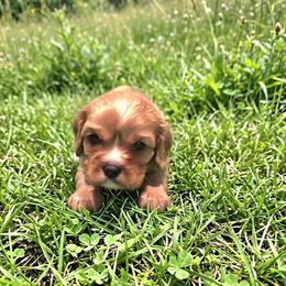 Maggie x Maxwell - Ruby female Cavalier King Charles Spaniel puppy in Pennsylvania from Julie's Cavalier King Charles Spaniels