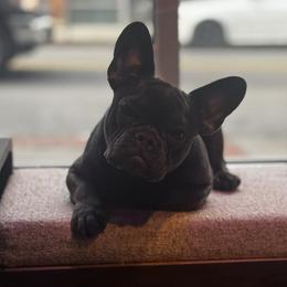 Lilly - French Bulldog