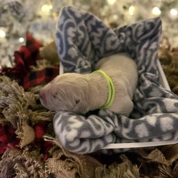 Lime Green Collar - Light golden male Golden Retriever puppy in Stedman, North Carolina from Wise-Taylor Goldens