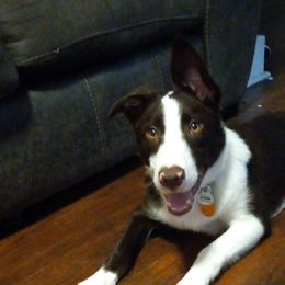 Moxie - Border Collie