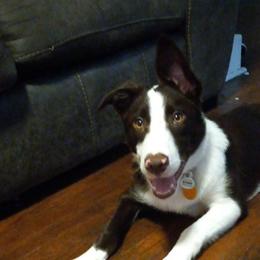 Moxie - Border Collie
