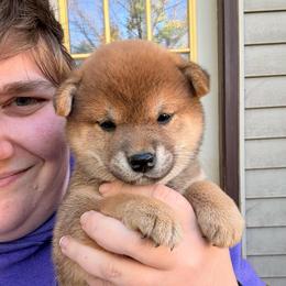 Shadow - Sesame female Shiba Inu puppy in Marshall, Minnesota from Tobitatsu Shiba Inu