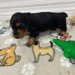 Ash - Black and tan male Dachshund puppy in Victorville, California from Saffron