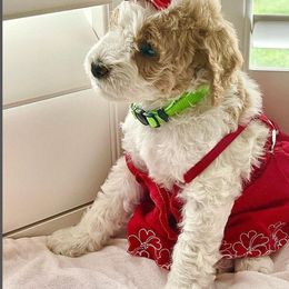 Goldendoodle Puppies from Honeybear Doodles