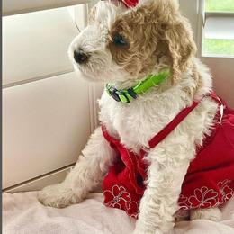 Goldendoodle Puppies from Honeybear Doodles