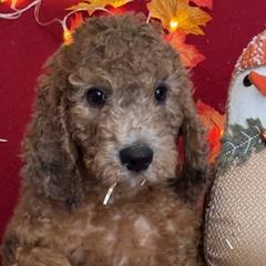 Girl 2 - Saint Berdoodle puppy in Huntington Station, New York from R & C's for the Love of Doodles