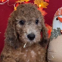 Girl 2 - Saint Berdoodle puppy in Huntington Station, New York from R & C's for the Love of Doodles