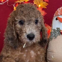 Girl 2 - Saint Berdoodle puppy in Huntington Station, New York from R & C's for the Love of Doodles