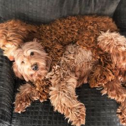 Australian Labradoodle All Grown Up from Lazy Mountain Labradoodles