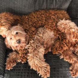 Australian Labradoodle All Grown Up from Lazy Mountain Labradoodles