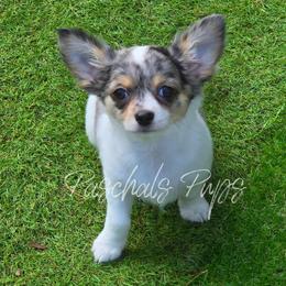 Buttercup - Merle female Chihuahua puppy in Bowdon, Georgia from Paschal's Pups