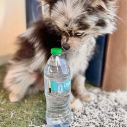 AKC Registered - ACE - Blue merle male Pomeranian puppy in Duncan, Arizona from Bootheel Doxies & Poms