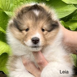 Leia - Sable and white Shetland Sheepdog puppy in Iowa from Karmayne Kennels