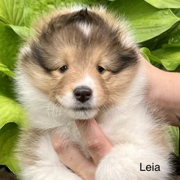 Leia - Sable and white Shetland Sheepdog puppy in Iowa from Karmayne Kennels