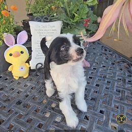 Carolina Long Star Angel - Black and white female Chinese Crested puppy in Amarillo, Texas from Victoria's Chinese Cresteds Long Star Angels