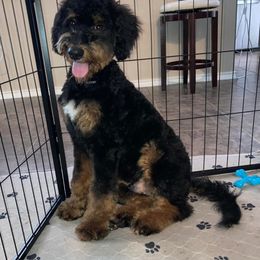 Bernedoodle and Goldendoodle All Grown Up from Austin Doodles & Poodles