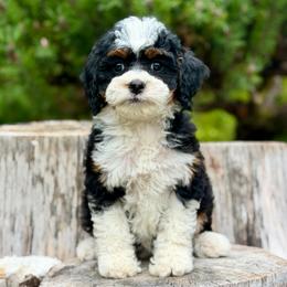 Anastasia (Yellow Collar) - Tri-color female Bernedoodle puppy in Stanwood, Washington from Butter Cup Pups and Paws