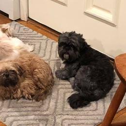 Boxers and Shih Tzus from Amy Vandernick's Boxers & Shih Tzus