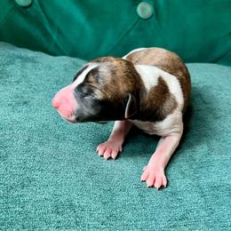 Tanya - Red brindle female Whippet puppy in Clinton, Tennessee from Ivanhoe Borzoi