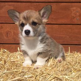 Pembroke Welsh Corgi Puppies from Sagewind Corgis