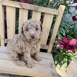 Ziggy - Apricot male Poodle puppy in Seymour, Missouri from Wine Ridge Aussies