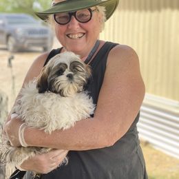 Shih Tzu Puppies from Willow Lane Shih Tzus
