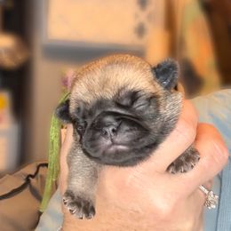 Jack (green collar) - Fawn male Pug puppy in Hereford, Arizona from Broken Road Ranch Pugs