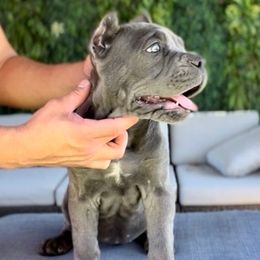 Rose - Gray female Cane Corso puppy in Las Vegas, Nevada from LV3M Cane Corso