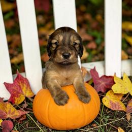 Teddy - Red male Dachshund puppy in Cinebar, Washington from Pure Joy Labradors and Mini Dachshunds