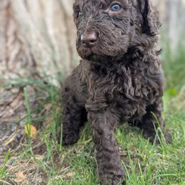Teddy - Chocolate male Labradoodle puppy in Snowflake, Arizona from Az Mountain Doodles