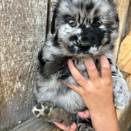 Batman - Blue merle male Australian Shepherd puppy in Whitwell, Tennessee from Owl Hollow Farm