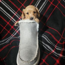 Fancy - Red female Dachshund puppy in Adolphus, Kentucky from Walker's Dachshunds