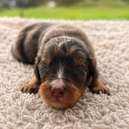 Edmund - Tri-color male Bernedoodle puppy in Travelers Rest, South Carolina from Bernedoodle.do