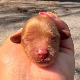 Gogiberry - Red male Cavapoo puppy in El Sobrante, California from Mckendra's Legacy