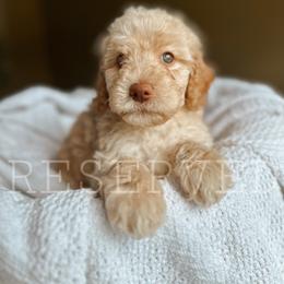 Goldendoodle Puppies from Glamorous Golden Doodles