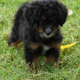 Boy 3 - male Aussiedoodle puppy in Lawton, Oklahoma from Lindsey’s Aussies