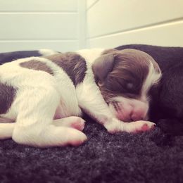 Labradoodle and Australian Labradoodle Puppies from Highland Labradoodles